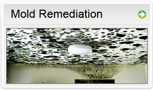 Mold Remediation